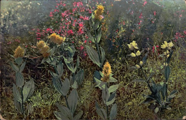 Gentiana Vorderseite