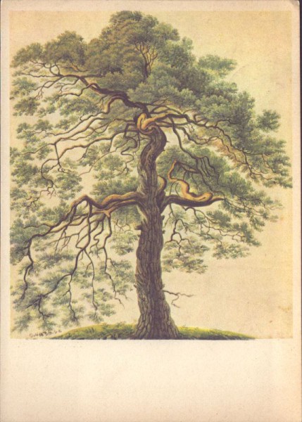 Gottfried Keller, Föhre