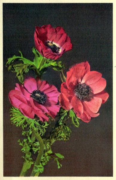 Anemone coronaria Vorderseite