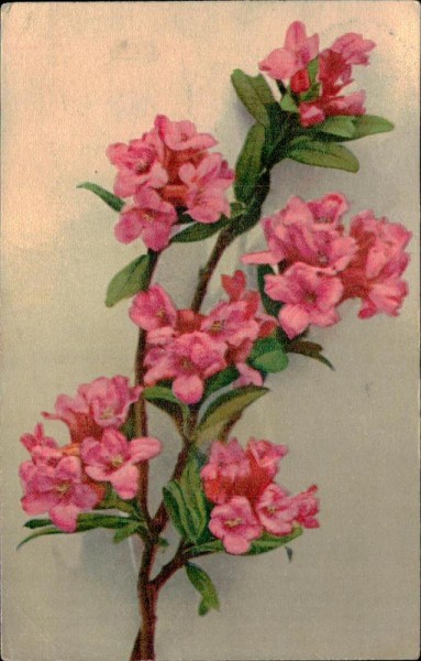 Rote Blumen Vorderseite