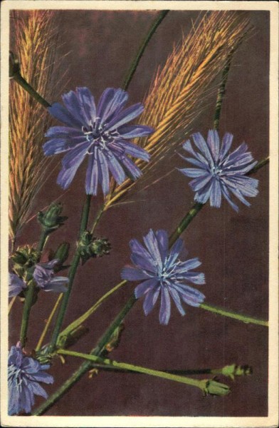 Cichorium Intybus Vorderseite