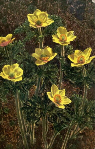 Schwefelgelbe Anemone Vorderseite