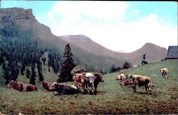 Kühe auf der Alp Vorderseite