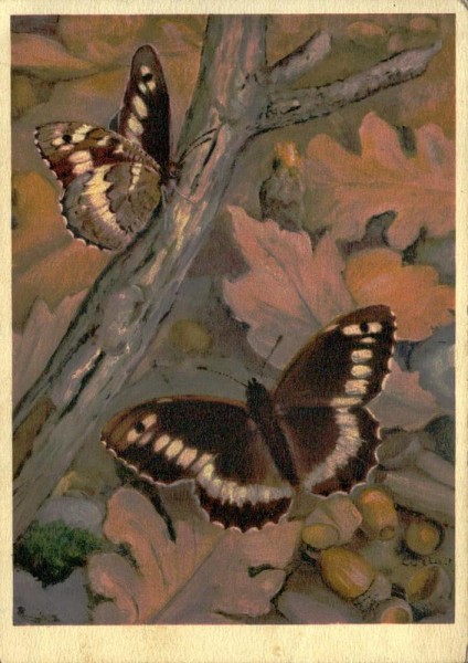 Nymphalidae, Schattenkönigin Vorderseite