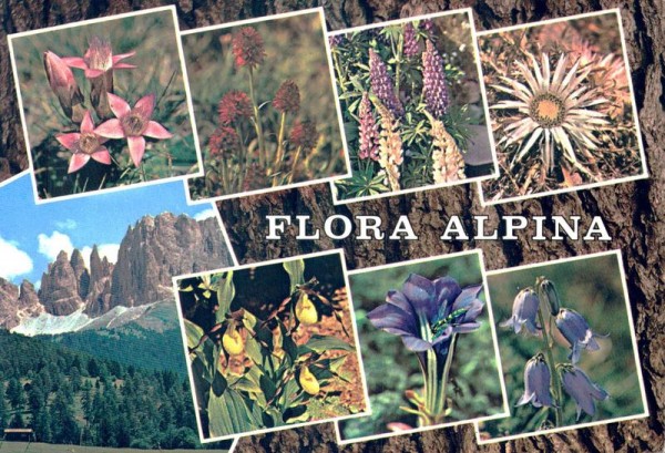 Flora Alpina Vorderseite