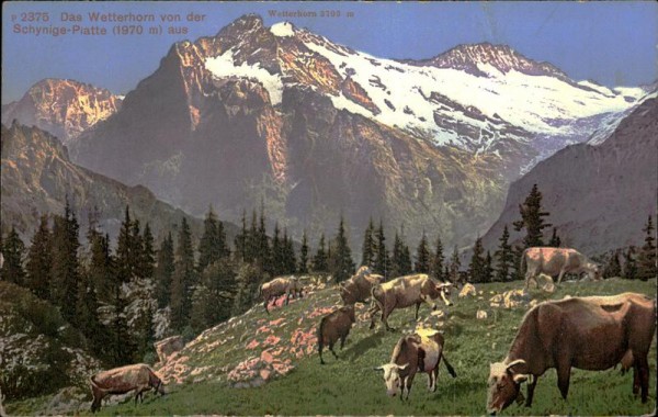 Das Wetterhorn von der Schynige-Piatte aus Vorderseite