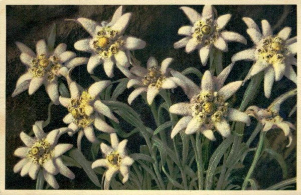 Edelweiss Vorderseite