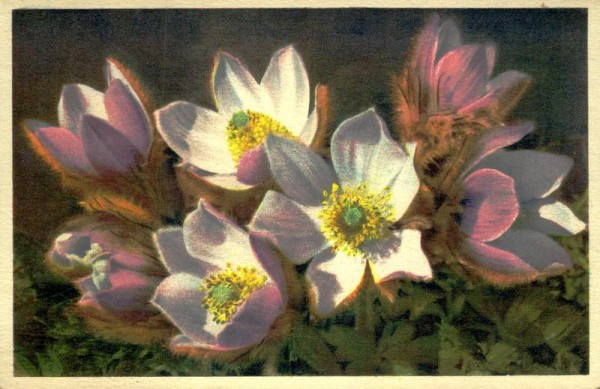 Frühlings-Anemone Vorderseite