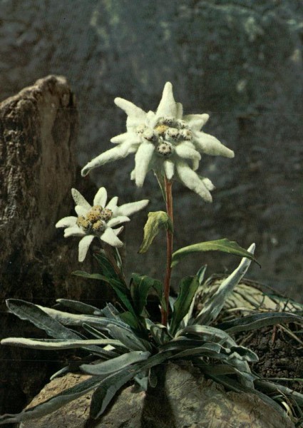 Edelweiss Vorderseite