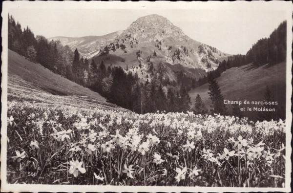 Champ de narcisseset le Moléson