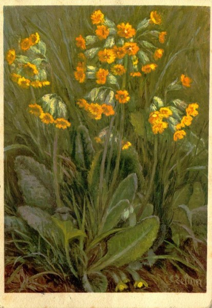 Frühlings-Schlüsselblume Vorderseite