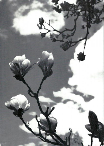 Magnolienblüten Vorderseite