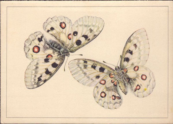 Schmetterlinge, Apollofalter