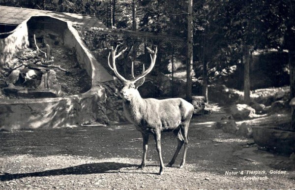 Natur & Tierpark Goldau, Edelhirsch Vorderseite