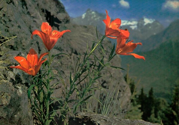 Alpen-Flora, Feuerlilie Vorderseite