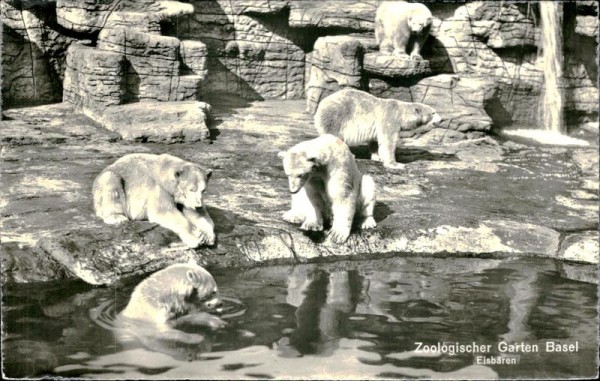 Zoologischer Garten Basel/Eisbären Vorderseite