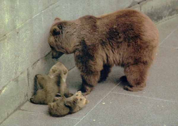 Bern - Junge Bären im Bärengraben Vorderseite