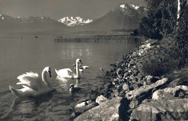 Schwanenfamilie am Thunersee. Blümlisalp, Niesen Vorderseite