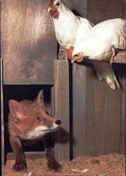 Fuchs im Hühnerstall Vorderseite