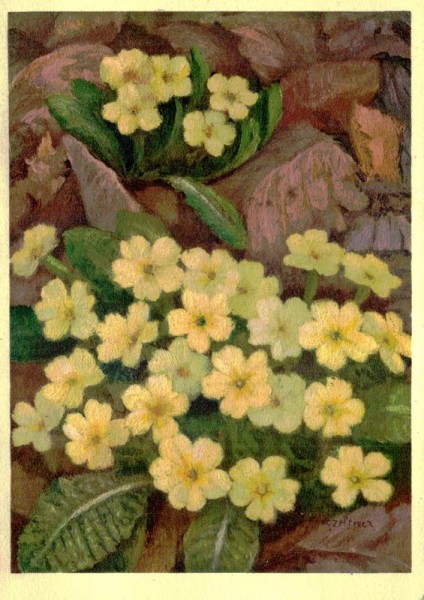 Schaftlose Schlüsselblume Vorderseite