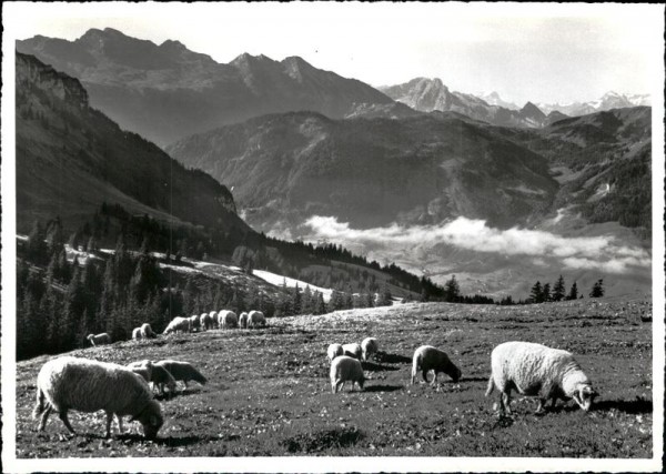 Obertoggenburg Vorderseite