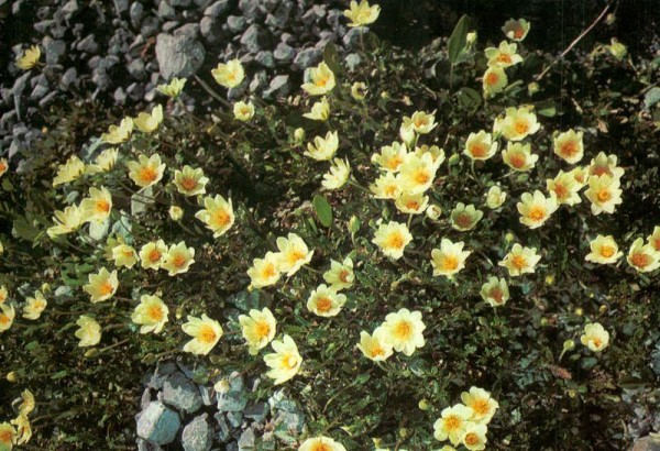 Silberwurz Vorderseite