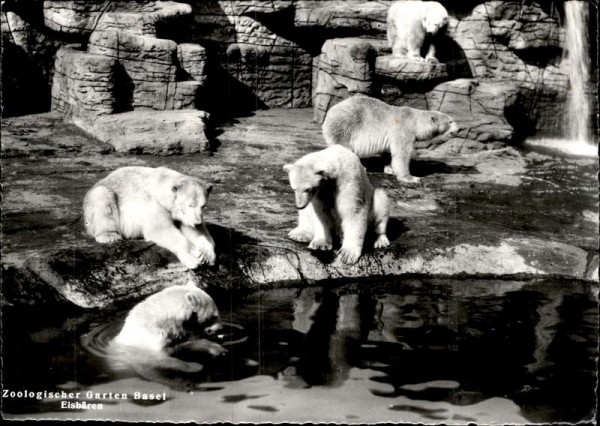 Zoo Basel, Eisbären Vorderseite