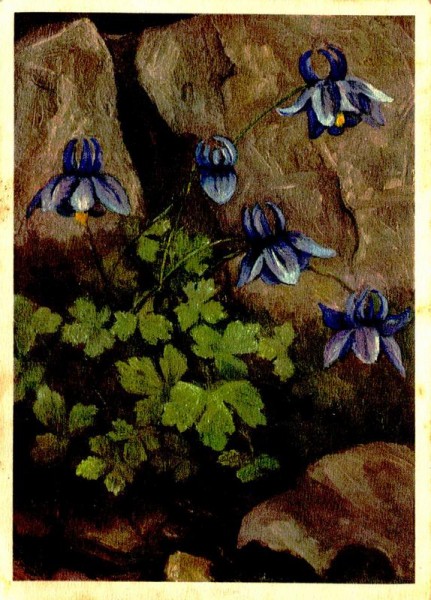 Alpen-Akelei Vorderseite