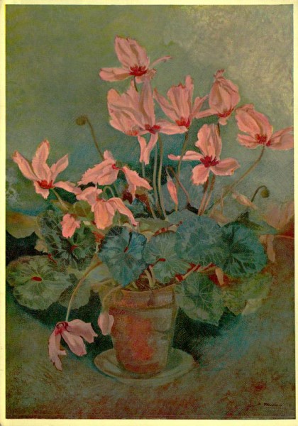 Zyklamen Vorderseite