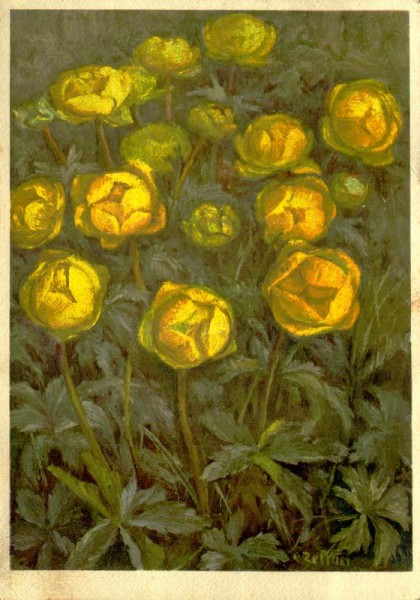 Europäische Trollblume Vorderseite