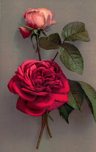 Rote Rosen Vorderseite