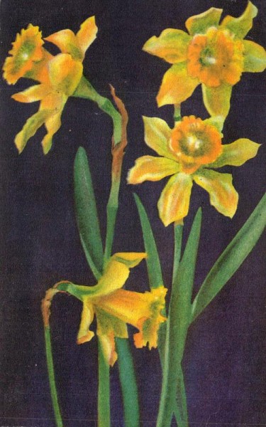 Osterglocken Vorderseite