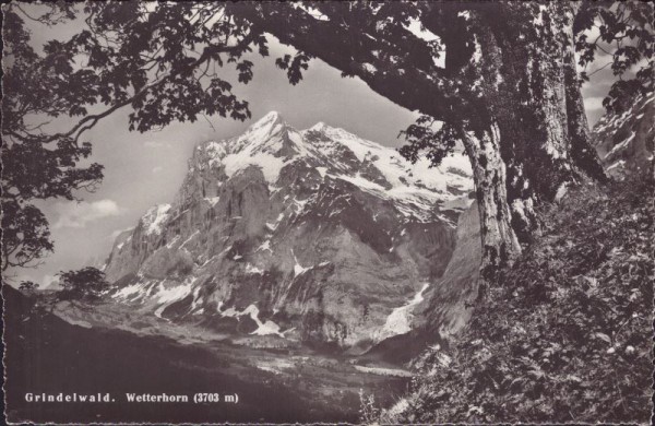 Grindelwald - Wetterhorn (3703 m)