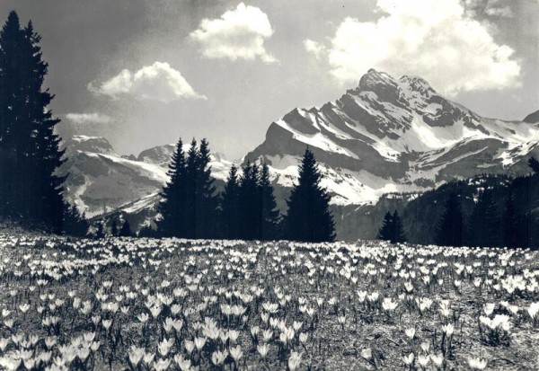 Braunwald - Krokuswiese Vorderseite