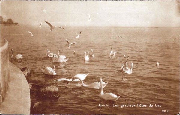 Ouchy - Les gracieux hôtes du Lac