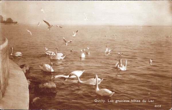 Ouchy - Les gracieux hôtes du Lac