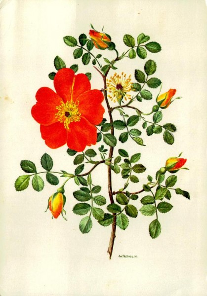 Kapuzinerrosen Vorderseite