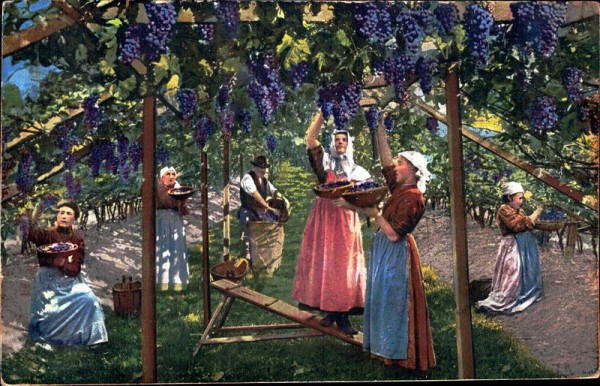 Vendemmia, Weinlese, Bolzano Vorderseite