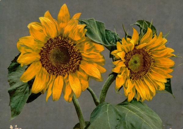 Sonnenblume Vorderseite