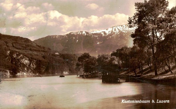 Kastainienbaum bei Luzern Vorderseite