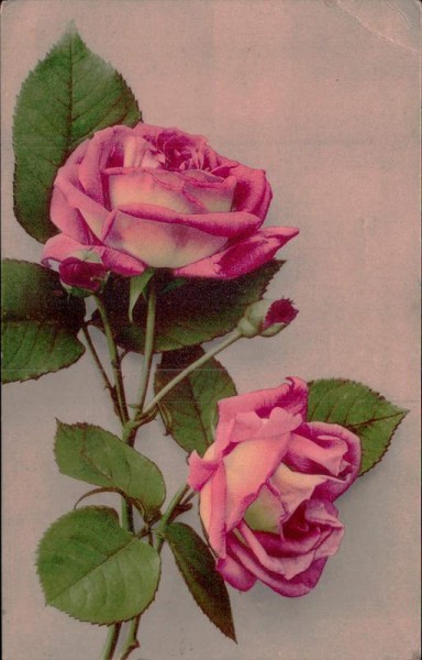 Rosen Vorderseite