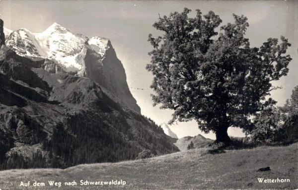 Auf dem Weg nach Schwarzwaldalp, Wetterhorn Vorderseite