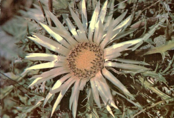 Wetterdistel Vorderseite