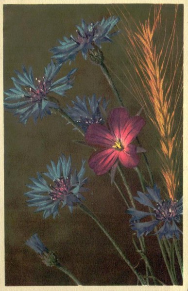 Kornblume Vorderseite