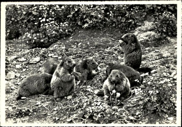 Murmeltiere, Trübsee, Engelberg Vorderseite