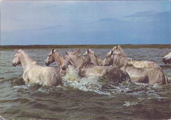 En Camargue