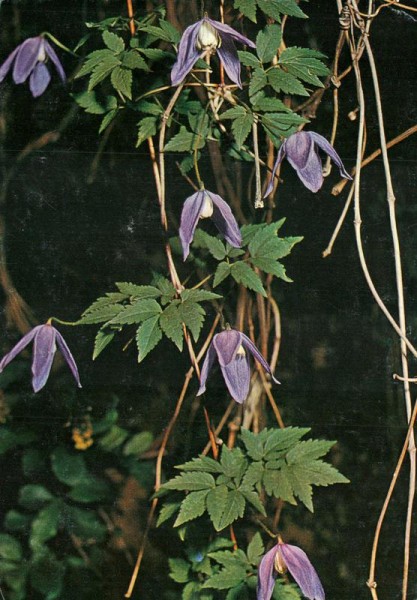 Alpenrebe Vorderseite