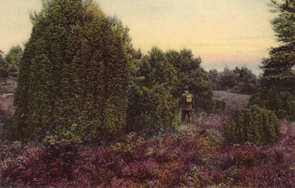 Lüneburger Heide