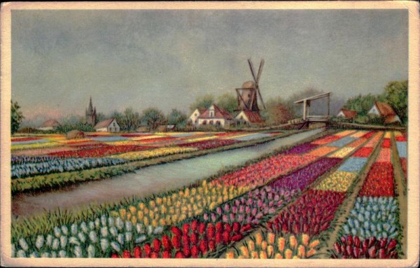 Tulpenfelder Vorderseite