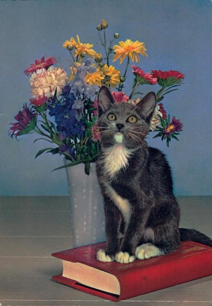 Katze mit Buch und Blumenstrauss Vorderseite
